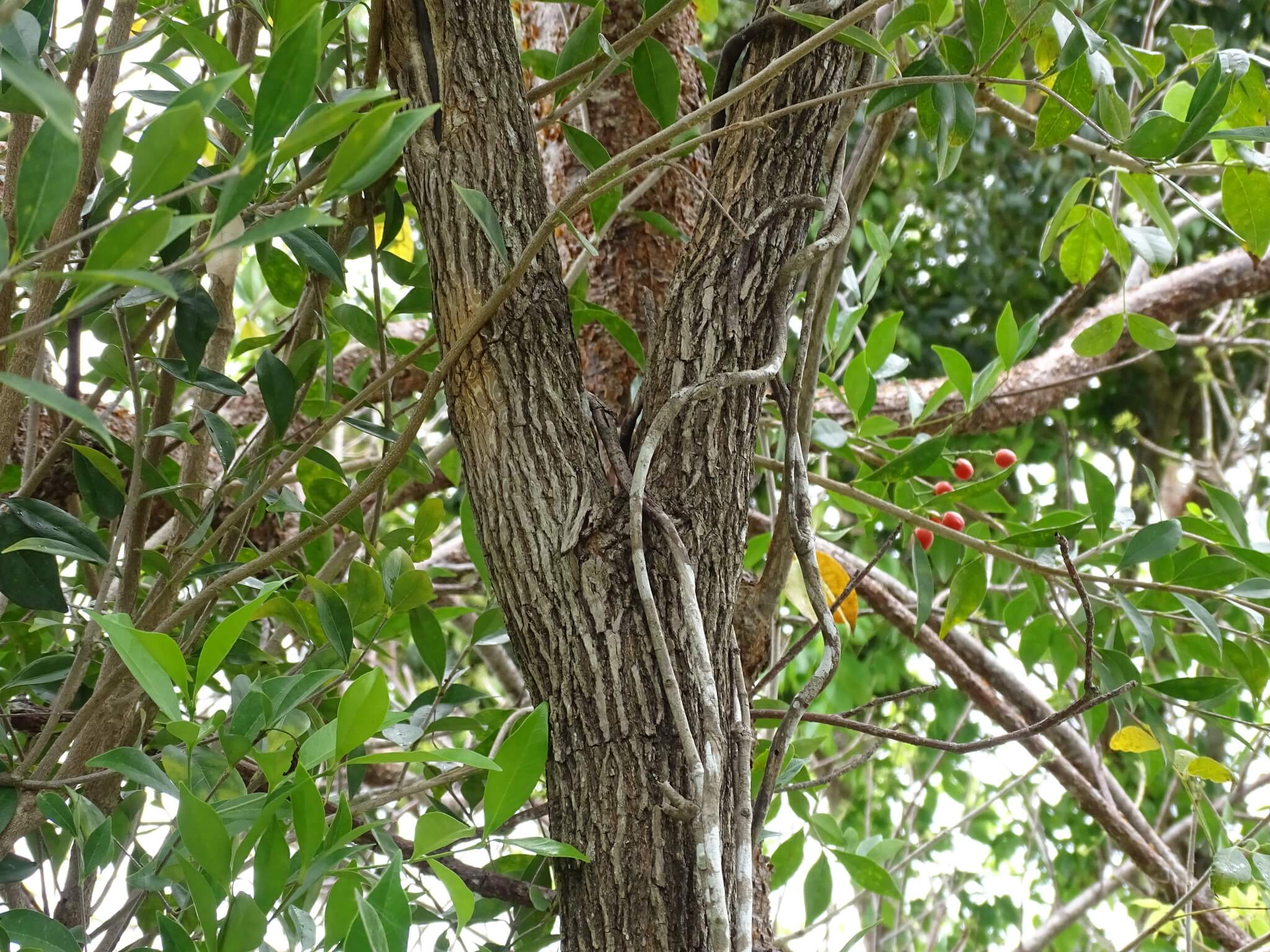 Bunchosia swartziana